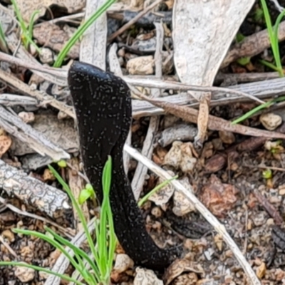 Geoglossum sp. (genus) (Earth tongue) at Wanniassa Hill - 1 Sep 2022 by Mike