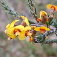 Dillwynia sericea at Jerrabomberra, ACT - 1 Sep 2022