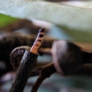 Hemibela (genus) at Currawang, NSW - 1 Sep 2022