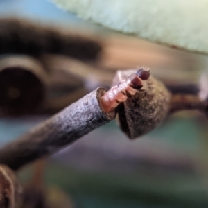 Hemibela (genus) at Currawang, NSW - suppressed