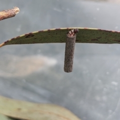 Hemibela (genus) at Currawang, NSW - suppressed