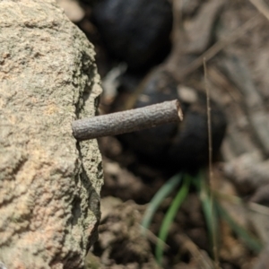 Hemibela (genus) at Currawang, NSW - suppressed