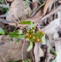 Luzula densiflora (Dense Wood-rush) at Jerrabomberra, ACT - 1 Sep 2022 by Mike