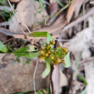 Luzula densiflora (Dense Wood-rush) at Wanniassa Hill - 1 Sep 2022 by Mike