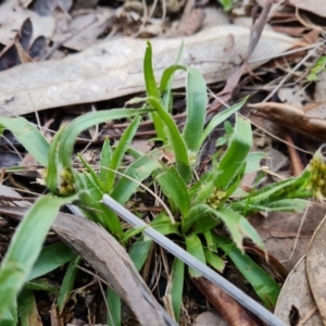 Luzula densiflora at Jerrabomberra, ACT - 1 Sep 2022