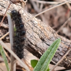 Lepidoptera unclassified IMMATURE (caterpillar or pupa or cocoon) at Jerrabomberra, ACT - 1 Sep 2022 by Mike