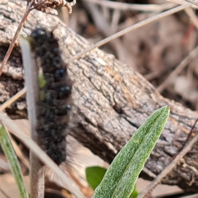 Lepidoptera unclassified IMMATURE moth at Wanniassa Hill - 1 Sep 2022 by Mike