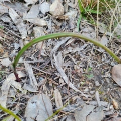 Thelymitra sp. (A Sun Orchid) at Wanniassa Hill - 1 Sep 2022 by Mike