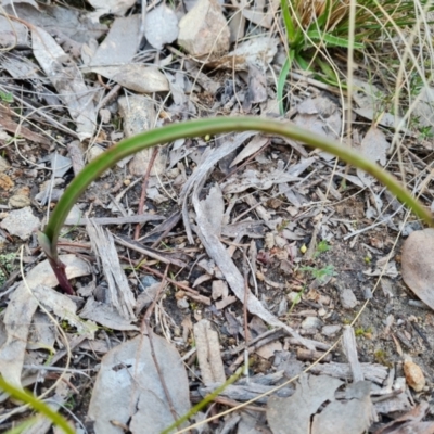 Thelymitra (genus) (sun orchids) at Jerrabomberra, ACT - 1 Sep 2022 by Mike