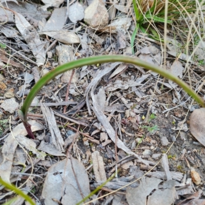 Thelymitra sp. (A Sun Orchid) at Jerrabomberra, ACT - 1 Sep 2022 by Mike