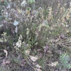 Brachyloma daphnoides (Daphne Heath) at Molonglo Valley, ACT - 1 Sep 2022 by lbradley