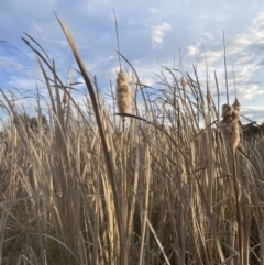 Typha domingensis (Bullrush) at Aranda Bushland - 1 Sep 2022 by lbradley