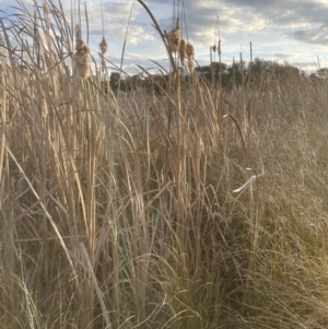 Typha domingensis at Yarralumla, ACT - 1 Sep 2022 05:05 PM