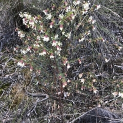 Pimelea linifolia subsp. linifolia (Queen of the Bush, Slender Rice-flower) at O'Connor, ACT - 30 Aug 2022 by JohnGiacon