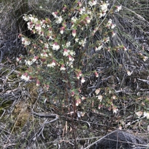 Pimelea linifolia subsp. linifolia at O'Connor, ACT - 30 Aug 2022 01:40 PM