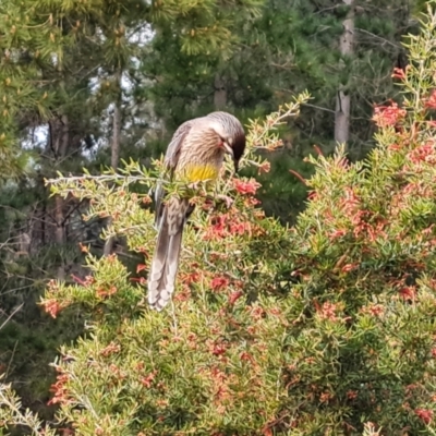 Anthochaera carunculata (Red Wattlebird) at Isaacs, ACT - 1 Sep 2022 by Mike