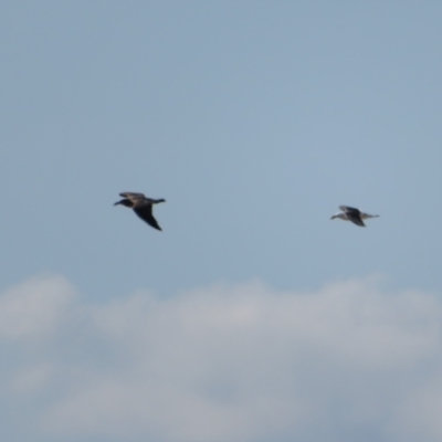 Larus pacificus (Pacific Gull) at Aldinga Beach, SA - 31 Aug 2022 by Christine