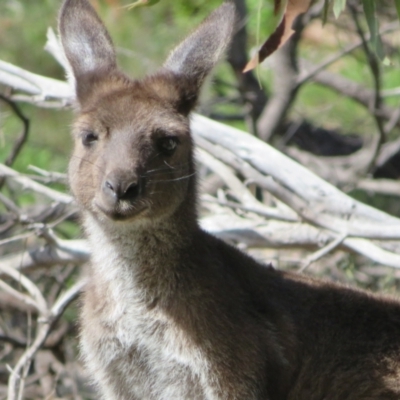 Macropus fuliginosus (Western grey kangaroo) at Aldinga Beach, SA - 31 Aug 2022 by Christine