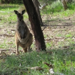 Macropus fuliginosus at suppressed - 31 Aug 2022 12:31 PM
