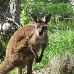 Macropus fuliginosus at suppressed - 31 Aug 2022 12:31 PM