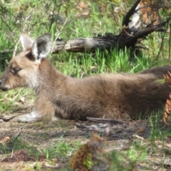 Macropus fuliginosus at suppressed - 31 Aug 2022 12:31 PM