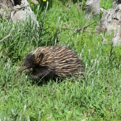 Tachyglossus aculeatus (Short-beaked Echidna) at Aldinga Beach, SA - 31 Aug 2022 by Christine