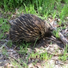 Tachyglossus aculeatus at Aldinga Beach, SA - 31 Aug 2022 01:00 PM