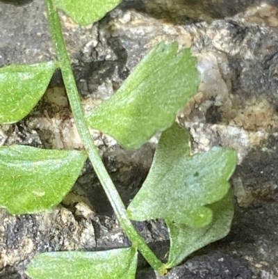 Asplenium flabellifolium (Necklace Fern) at Rendezvous Creek, ACT - 1 Sep 2022 by RAllen