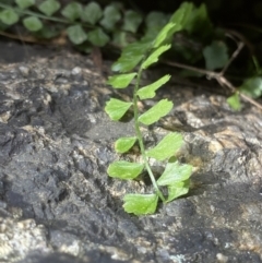 Asplenium flabellifolium at Rendezvous Creek, ACT - suppressed