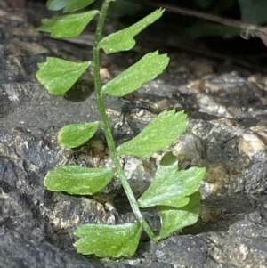 Asplenium flabellifolium at Rendezvous Creek, ACT - suppressed