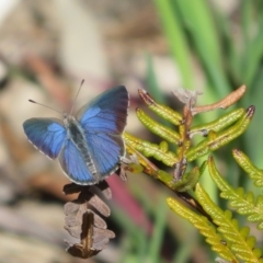 Erina hyacinthina (Varied Dusky-blue) at Aldinga Beach, SA - 31 Aug 2022 by Christine