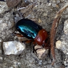 Lamprolina (genus) (Pittosporum leaf beetle) at Rendezvous Creek, ACT - 1 Sep 2022 by RAllen