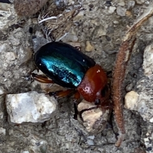 Calomela sp. (genus) at Rendezvous Creek, ACT - suppressed