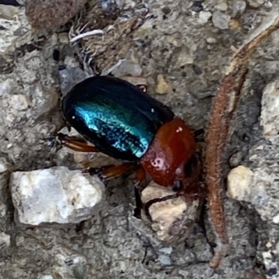 Calomela (genus) (Acacia leaf beetle) at Rendezvous Creek, ACT - 1 Sep 2022 by RAllen