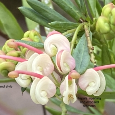 Grevillea iaspicula (Wee Jasper Grevillea) at Greenleigh, NSW - 28 Aug 2022 by Cuumbeun