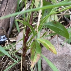 Nandina domestica at Jerrabomberra, NSW - 1 Sep 2022 04:08 PM