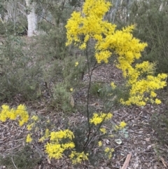 Acacia boormanii (Snowy River Wattle) at Mount Jerrabomberra - 1 Sep 2022 by Steve_Bok