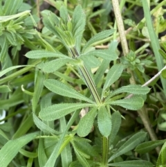 Galium aparine (Goosegrass, Cleavers) at Jerrabomberra, NSW - 1 Sep 2022 by Steve_Bok