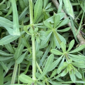 Galium aparine at Jerrabomberra, NSW - 1 Sep 2022