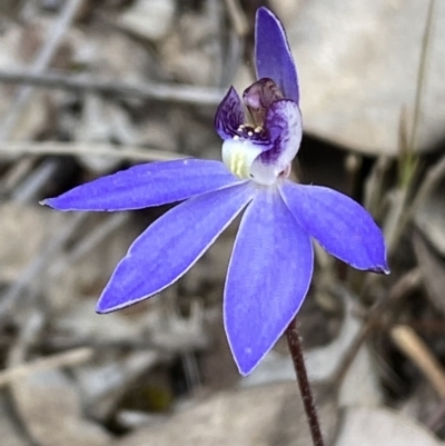 Cyanicula caerulea (Blue Fingers, Blue Fairies) at Jerrabomberra, NSW - 1 Sep 2022 by SteveBorkowskis