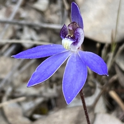 Cyanicula caerulea (Blue Fingers, Blue Fairies) at Jerrabomberra, NSW - 1 Sep 2022 by Steve_Bok