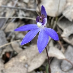 Cyanicula caerulea at Jerrabomberra, NSW - 1 Sep 2022