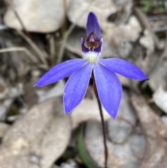 Cyanicula caerulea at Jerrabomberra, NSW - 1 Sep 2022