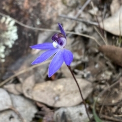 Cyanicula caerulea at Jerrabomberra, NSW - 1 Sep 2022