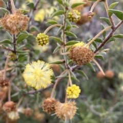 Acacia gunnii (Ploughshare Wattle) at Jerrabomberra, NSW - 1 Sep 2022 by SteveBorkowskis