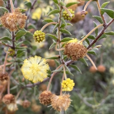 Acacia gunnii (Ploughshare Wattle) at Jerrabomberra, NSW - 1 Sep 2022 by SteveBorkowskis