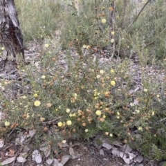 Acacia gunnii at Jerrabomberra, NSW - 1 Sep 2022