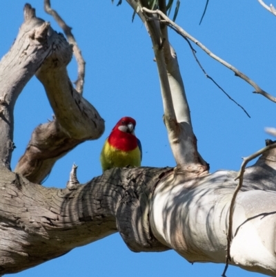 Platycercus eximius (Eastern Rosella) at Werai, NSW - 30 Aug 2022 by Aussiegall