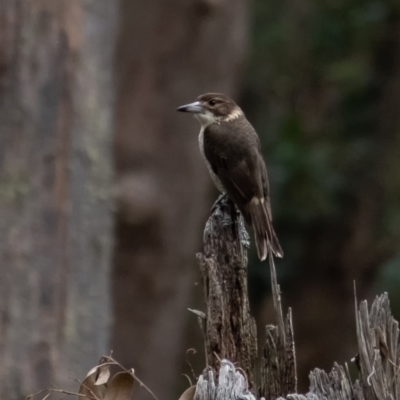 Cracticus torquatus (Grey Butcherbird) at Werai, NSW - 31 Aug 2022 by Aussiegall