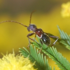 Pseudohalme laetabilis at Coree, ACT - 1 Sep 2022